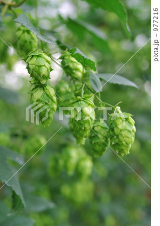 ホップ ホップ 977216