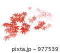 紅葉 977539
