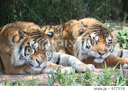 トラの兄弟の昼ね トラの兄弟の昼ね 977559