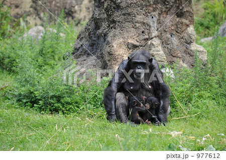 チンパンジーの親子 チンパンジーの親子 977612