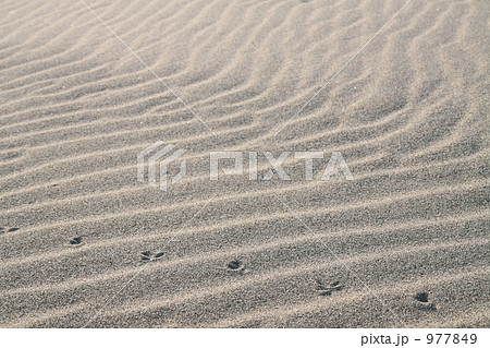 中田島砂丘　風紋と足跡 977849