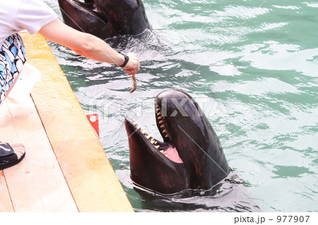 鯨とのふれあい 鯨とのふれあい 977907