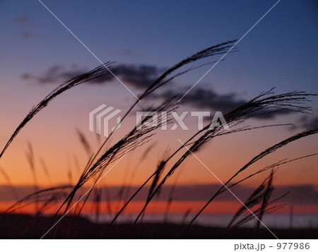 夕暮れすすき 夕暮れすすき 977986