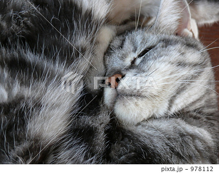 眠る猫 978112