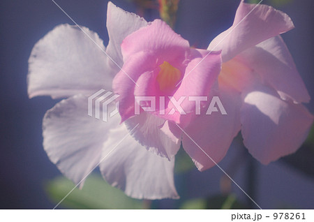 マンデビラ（アリスデライト） 978261