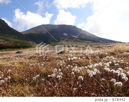 チングルマの綿毛に彩られる旭岳 978442