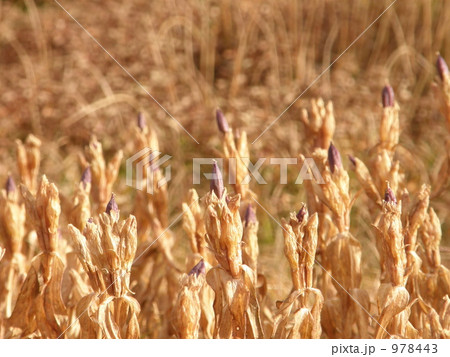 エゾオヤマリンドウの冬じたく エゾオヤマリンドウの冬じたく 978443