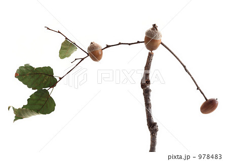 団栗のヤジロベエ 団栗のヤジロベエ 978483