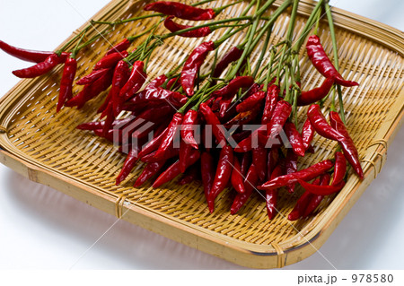 トウガラシ トウガラシ 978580
