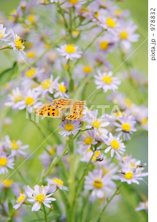 キタテハ キタテハ 978832