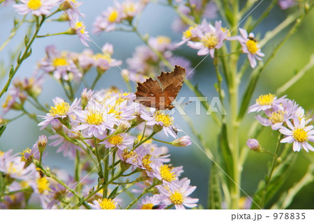 キタテハ キタテハ 978835