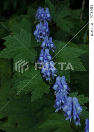 八幡平　オクトリカブト 978985