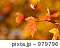 紅葉 979796
