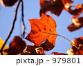 紅葉 979801