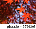 紅葉 979806