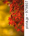 紅葉 979807