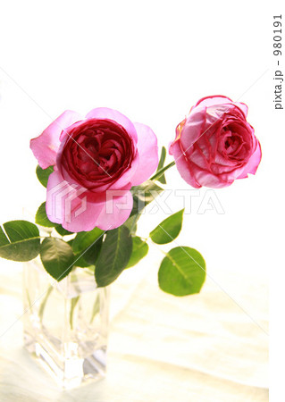 ピンクの薔薇 980191