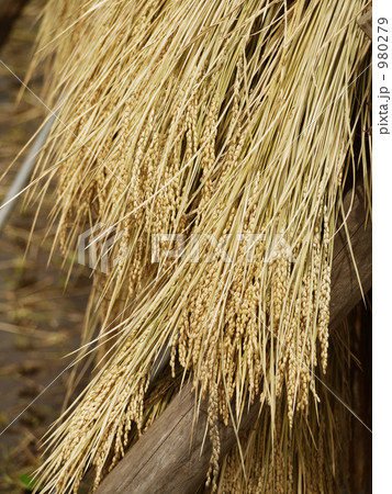 収穫された稲 980279