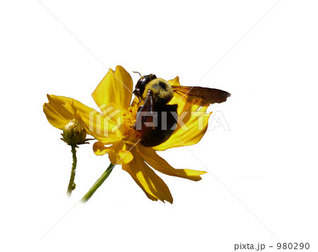 クマバチとオレンジコスモス 980290