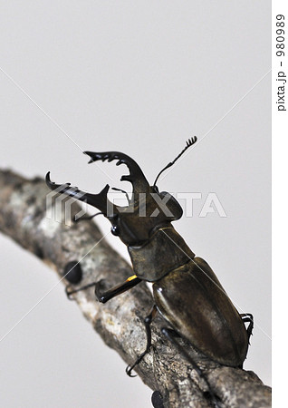 ミヤマクワガタ 980989