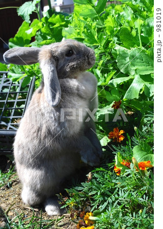 自家菜園のロップイヤー 自家菜園のロップイヤー 981019