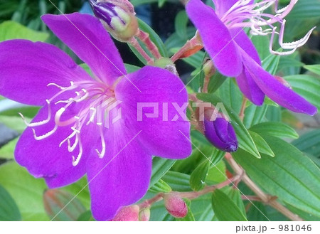 コートダジュール 花 紫色の写真素材