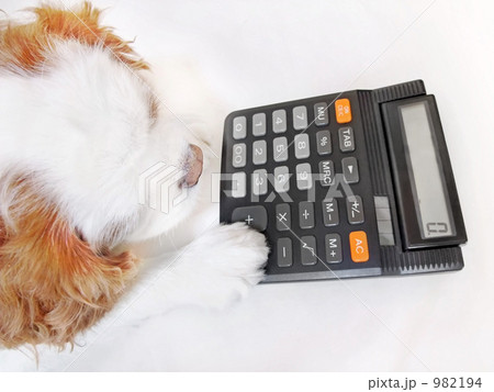 電卓を使う犬 電卓を使う犬 982194