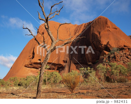 エアーズロックと枯れ木 982431