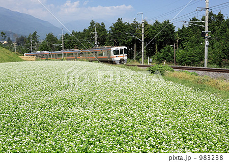 蕎麦畑と飯田線 983238