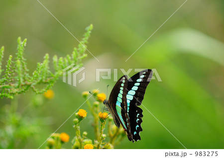 アオスジアゲハ 983275