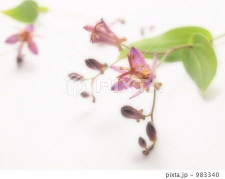 ホトトギス ホトトギス 983340