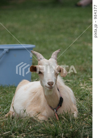 ウィンクするヤギ 984377