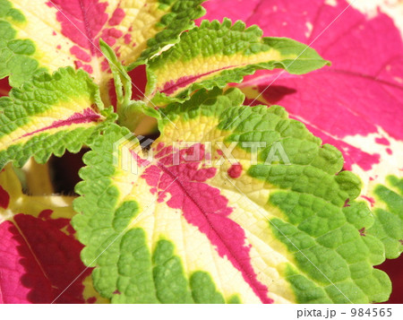 コリウスのアップ 984565