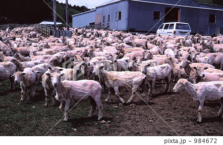 毛を刈られた羊の群れ 984672