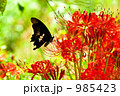 彼岸花と黒アゲハ 985423