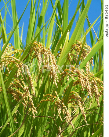 豊作ー４ 985461