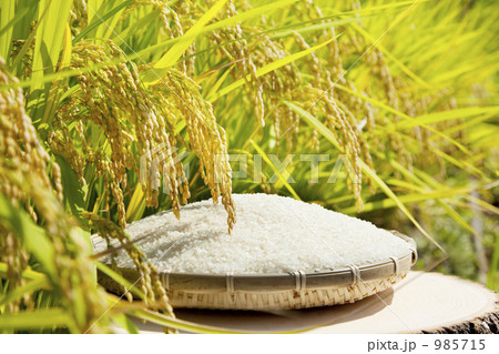 稲穂とお米の収穫イメージ 稲穂とお米の収穫イメージ 985715
