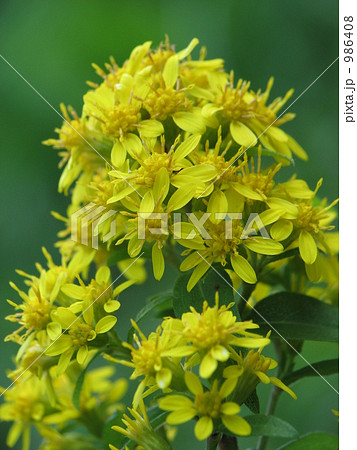 アキノキリンソウ 986408