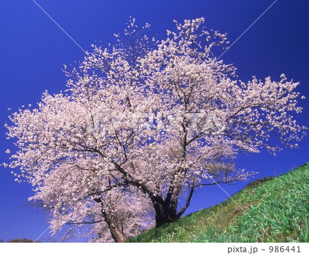 満開の桜 986441