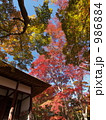 紅葉色とりどり 986884