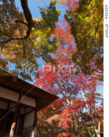 紅葉色とりどり 986884