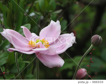 シュウメイギク（秋明菊） 986930