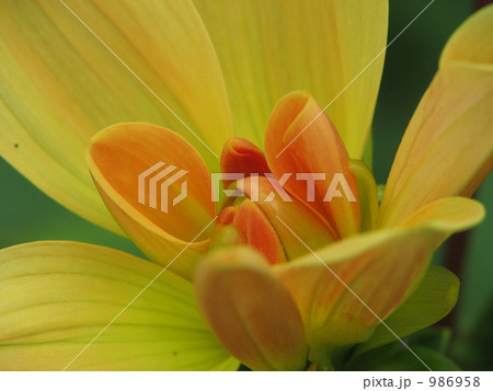 黄色のダリア 986958