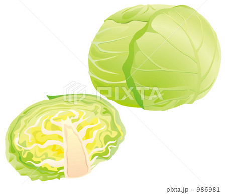 キャベツ 野菜イラストのイラスト素材 986981 Pixta