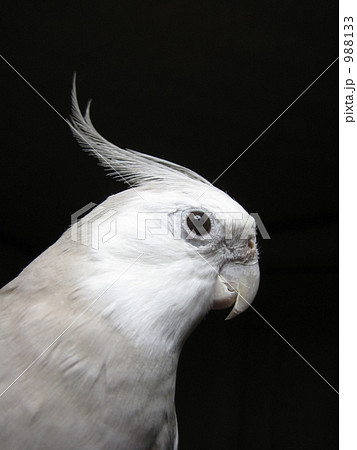 オカメインコ 988133