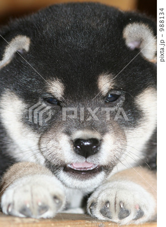 柴犬の仔犬 988134