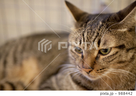 猫 猫 988442