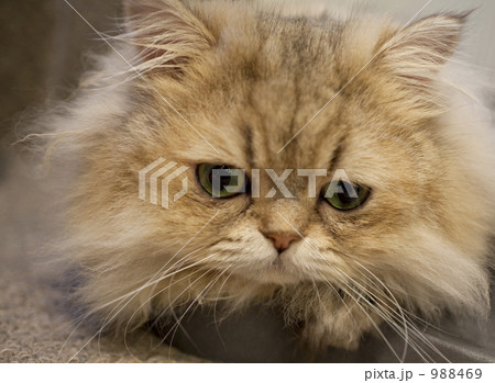 猫 988469