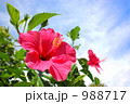 桃色のハイビスカス 988717