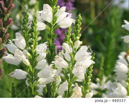 白の花虎ノ尾 ハナトラノオ の写真素材 9337